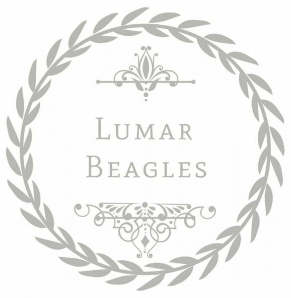 Lumar Beagles