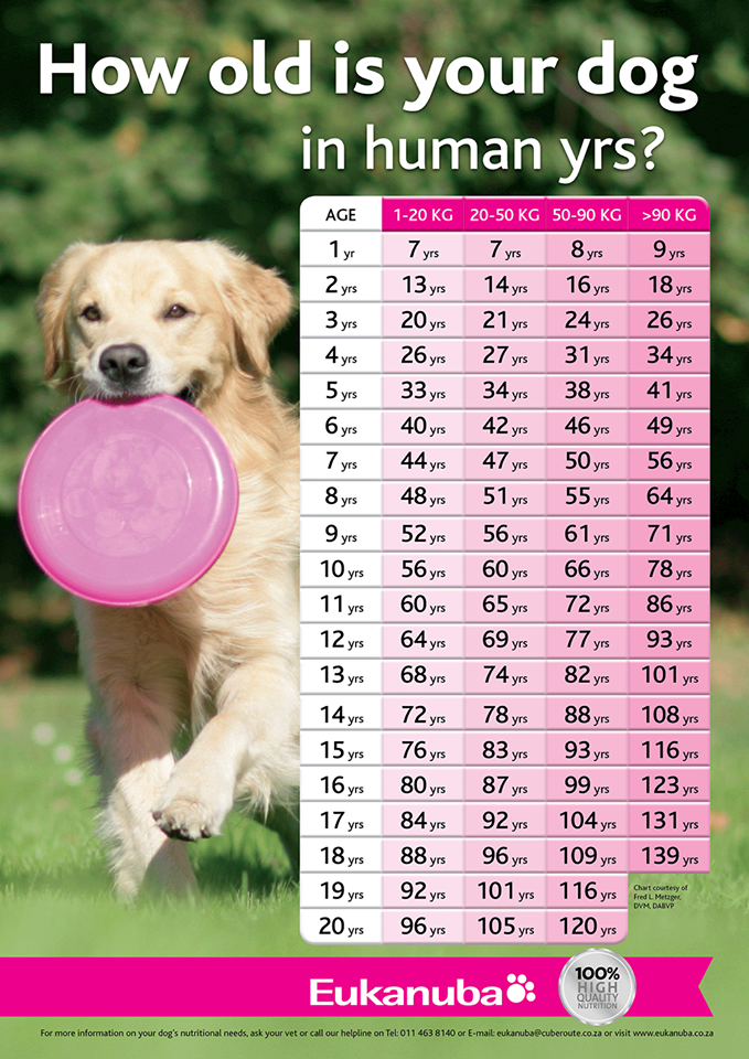How Old is your Dog in Human Years